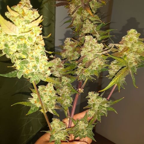 Assorted auto buddha seed  growlog timeline photo
