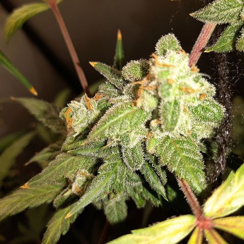 Assorted auto buddha seed  growlog timeline photo