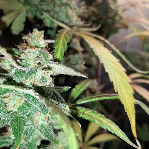 Assorted auto buddha seed  growlog timeline photo