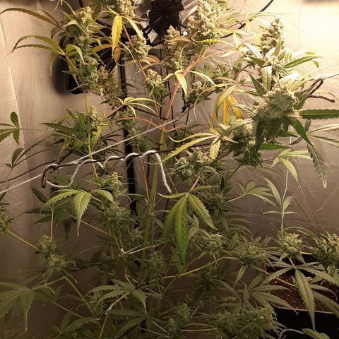 Assorted auto buddha seed  growlog timeline photo