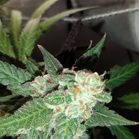 Assorted auto buddha seed  growlog timeline photo