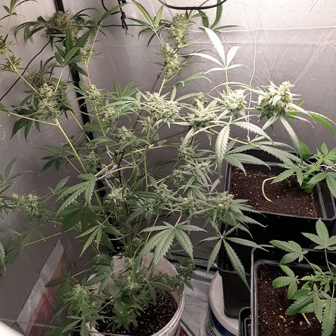 Assorted auto buddha seed  growlog timeline photo