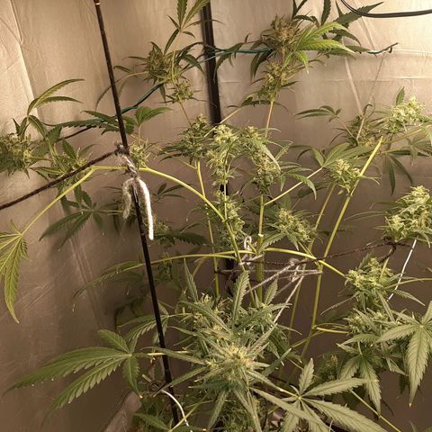 Assorted auto buddha seed  growlog timeline photo