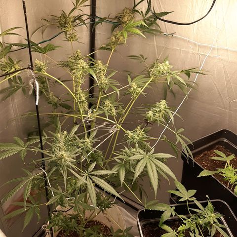 Assorted auto buddha seed  growlog timeline photo