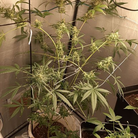 Assorted auto buddha seed  growlog timeline photo