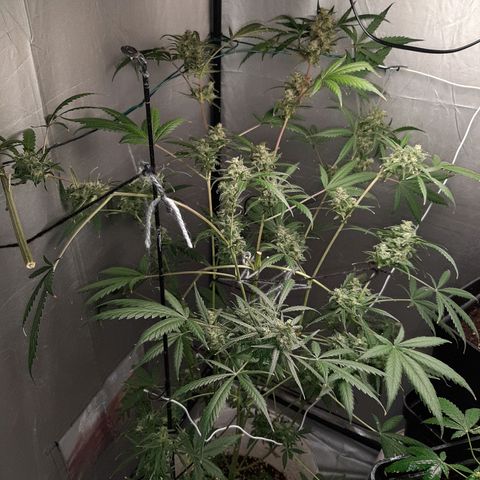 Assorted auto buddha seed  growlog timeline photo