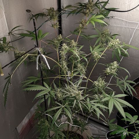 Assorted auto buddha seed  growlog timeline photo