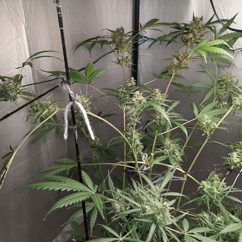 Assorted auto buddha seed  growlog timeline photo
