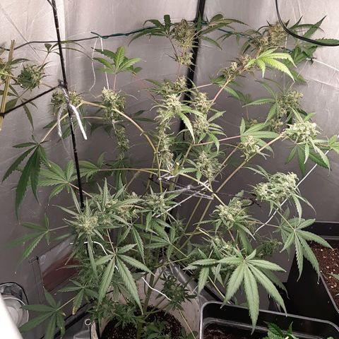 Assorted auto buddha seed  growlog timeline photo