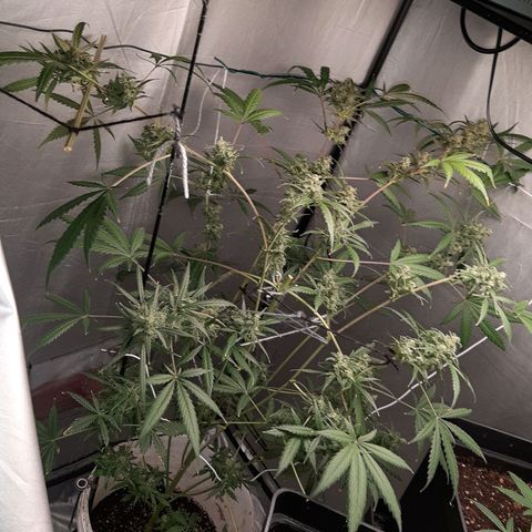 Assorted auto buddha seed  growlog timeline photo