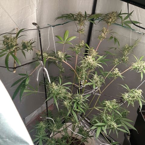 Assorted auto buddha seed  growlog timeline photo