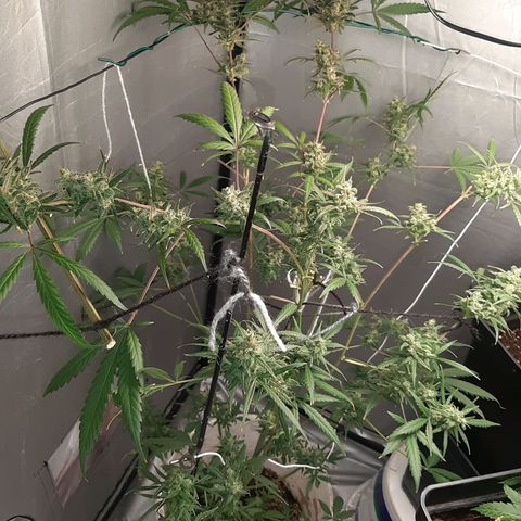 Assorted auto buddha seed  growlog timeline photo