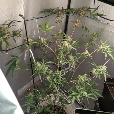 Assorted auto buddha seed  growlog timeline photo