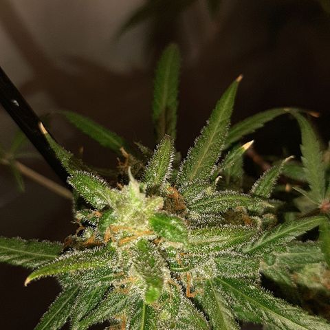 Assorted auto buddha seed  growlog timeline photo