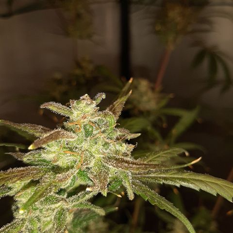 Assorted auto buddha seed  growlog timeline photo