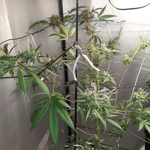Assorted auto buddha seed  growlog timeline photo