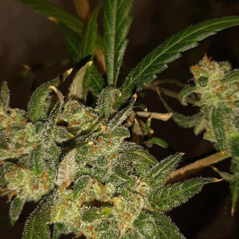 Assorted auto buddha seed  growlog timeline photo