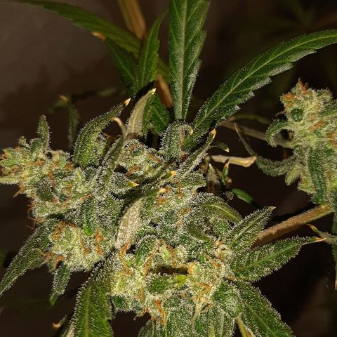 Assorted auto buddha seed  growlog timeline photo