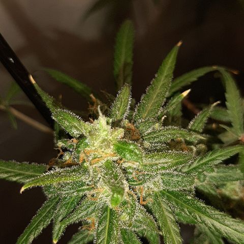 Assorted auto buddha seed  growlog timeline photo