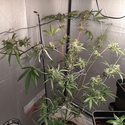 Assorted auto buddha seed  growlog timeline photo
