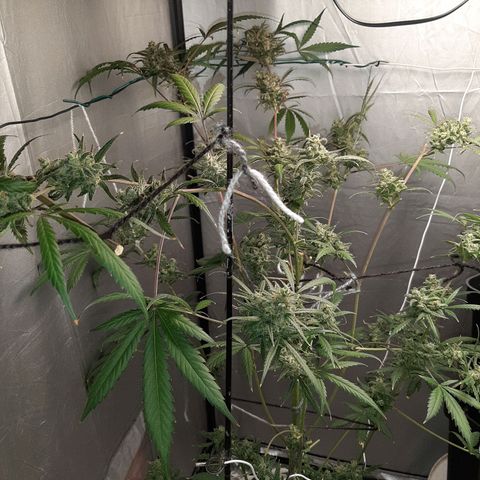 Assorted auto buddha seed  growlog timeline photo