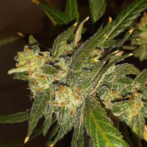Assorted auto buddha seed  growlog timeline photo