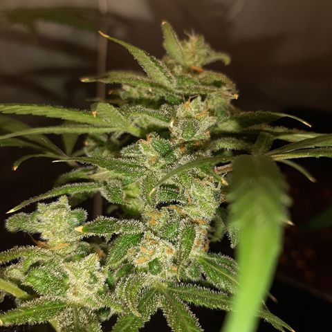 Assorted auto buddha seed  growlog timeline photo