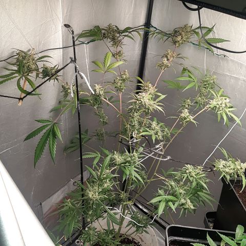 Assorted auto buddha seed  growlog timeline photo