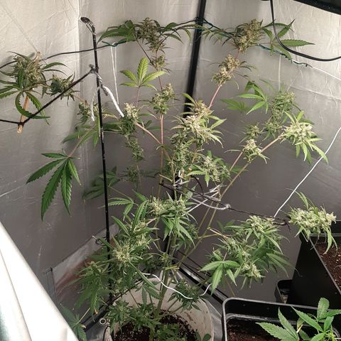 Assorted auto buddha seed  growlog timeline photo