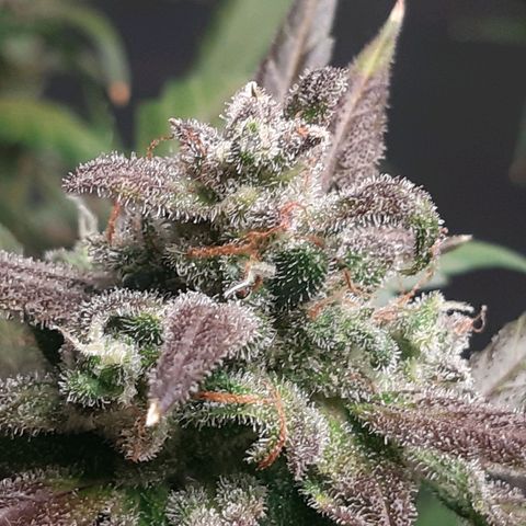 Assorted auto buddha seed  growlog timeline photo