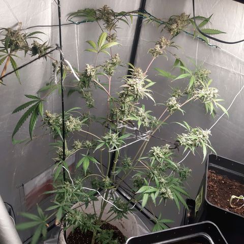 Assorted auto buddha seed  growlog timeline photo