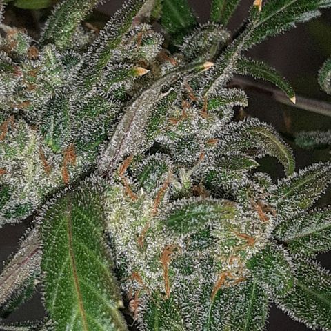 Assorted auto buddha seed  growlog timeline photo
