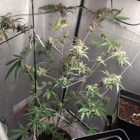 Assorted auto buddha seed  growlog timeline photo