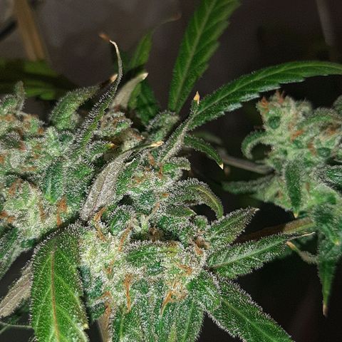 Assorted auto buddha seed  growlog timeline photo