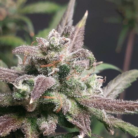 Assorted auto buddha seed  growlog timeline photo