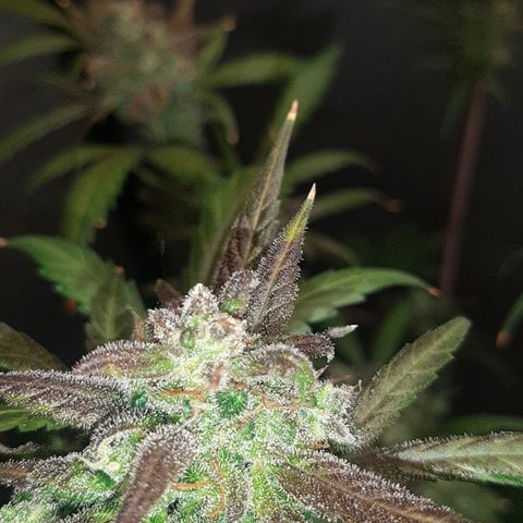 Assorted auto buddha seed  growlog timeline photo