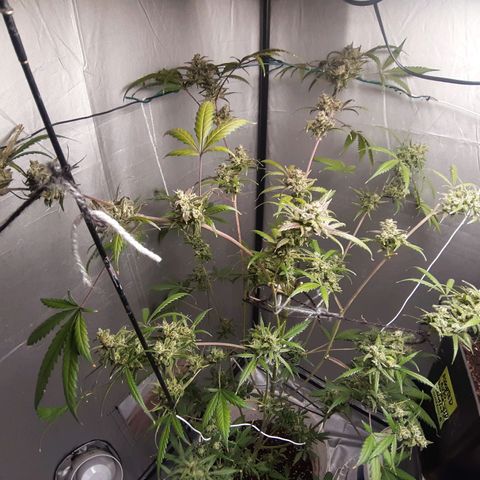 Assorted auto buddha seed  growlog timeline photo