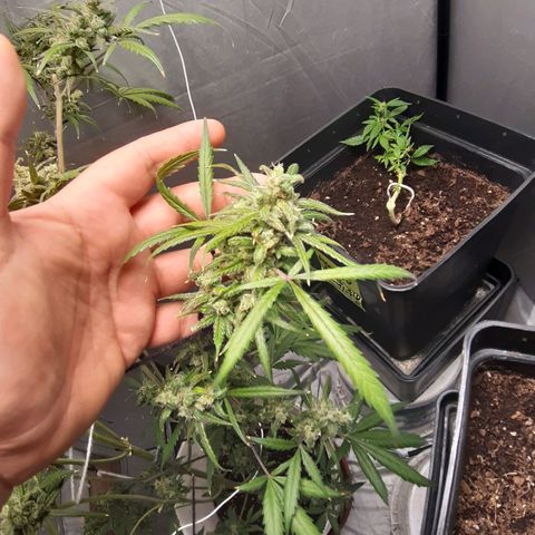 Assorted auto buddha seed  growlog timeline photo
