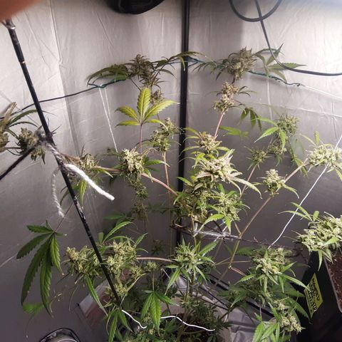 Assorted auto buddha seed  growlog timeline photo