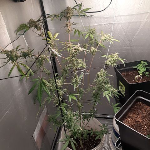 Assorted auto buddha seed  growlog timeline photo