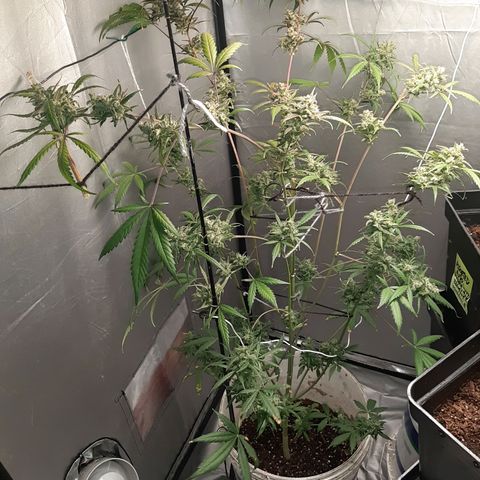 Assorted auto buddha seed  growlog timeline photo
