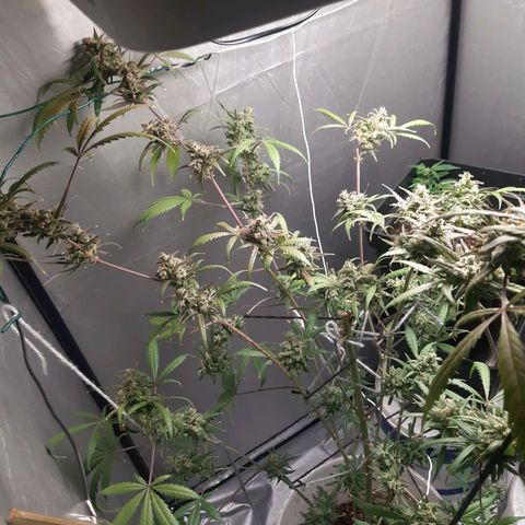 Assorted auto buddha seed  growlog timeline photo