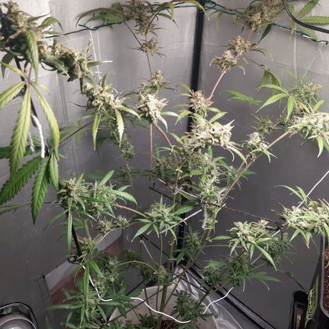 Assorted auto buddha seed  growlog timeline photo