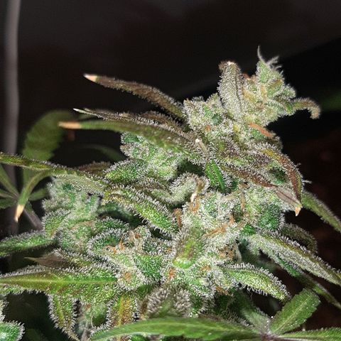 Assorted auto buddha seed  growlog timeline photo
