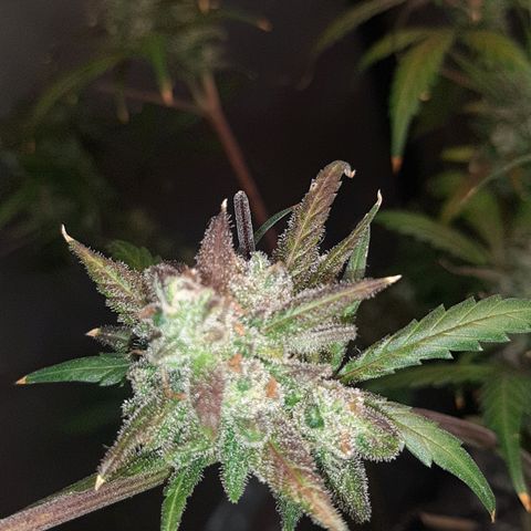 Assorted auto buddha seed  growlog timeline photo