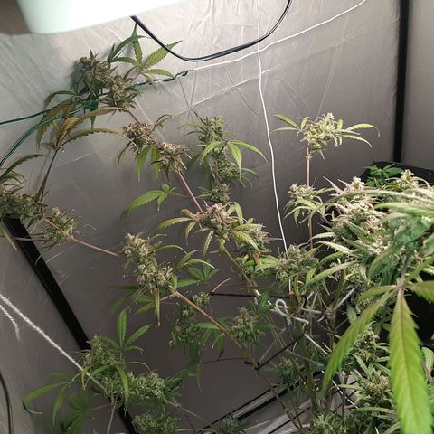 Assorted auto buddha seed  growlog timeline photo