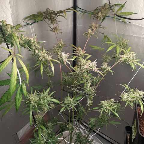 Assorted auto buddha seed  growlog timeline photo