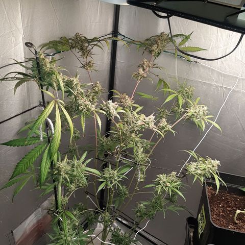 Assorted auto buddha seed  growlog timeline photo