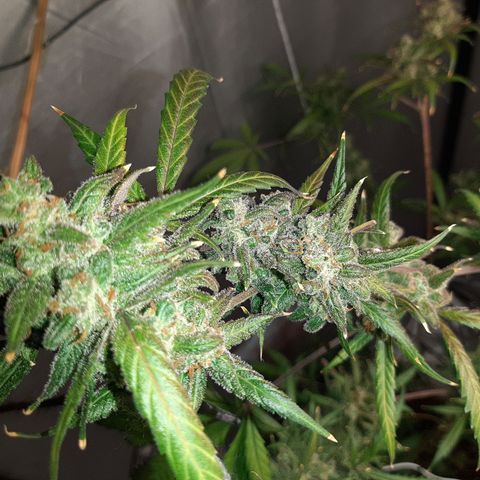 Assorted auto buddha seed  growlog timeline photo