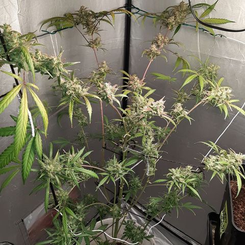 Assorted auto buddha seed  growlog timeline photo